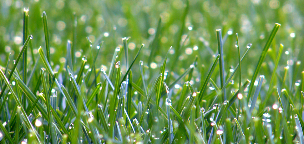 FLC Lawn Care Services - Iowa's #1 Lawn Services Provider!